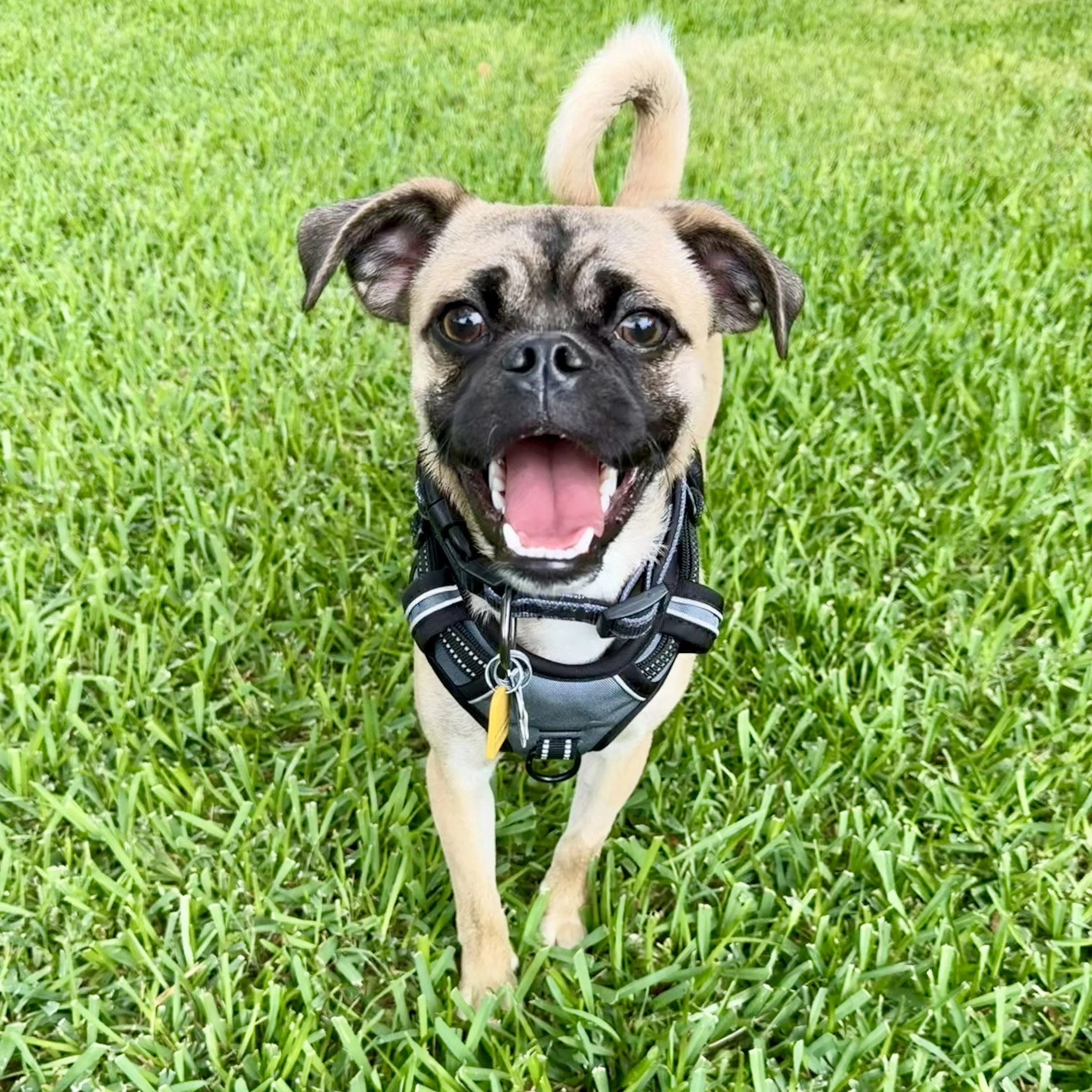 Pug Mix — Available Pugs | Adopt a Pug Now — DFW Pug Rescue